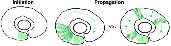 Central Neurogenesis